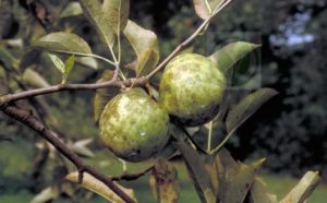 Kuinka käsitellä omenapuun nokkosientä, kemikaaleja ja biologisia lääkkeitä hoitoon
