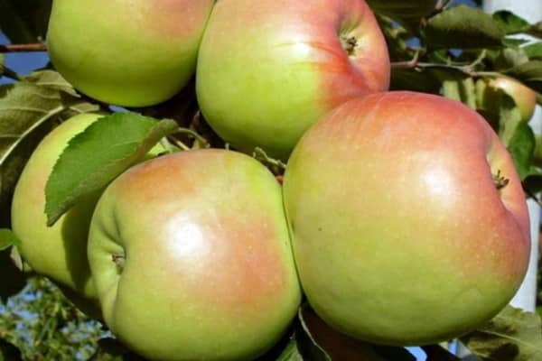 σύνολα φρούτων μήλου orlovsky