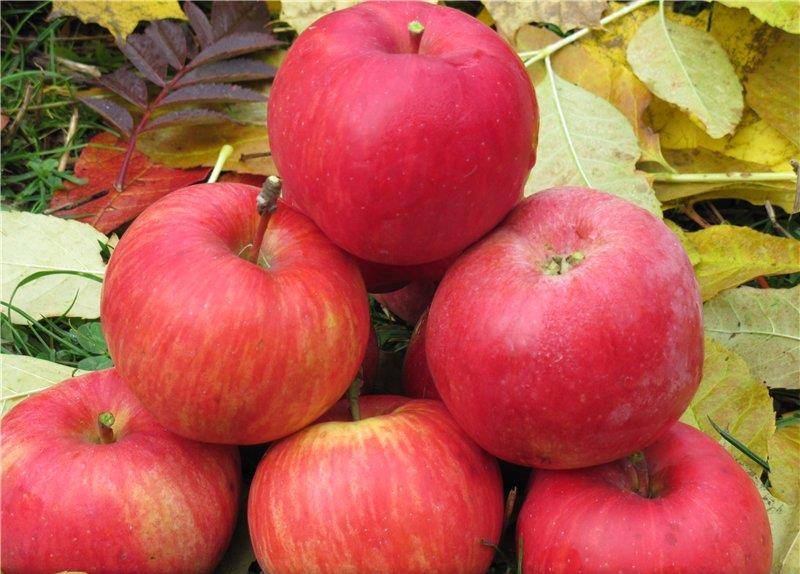 äpple storlekar