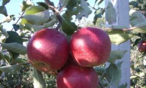 Voor- en nadelen, kenmerken en beschrijving van de Krasnaya Gorka-appelvariëteit
