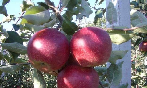Æppeltræ Red Hill