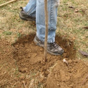 Sådan plantes et æbletræ korrekt i lerjord, de nødvendige materialer og værktøjer