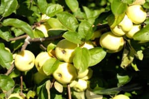 Descripción y características de las variedades de manzana Relleno blanco, en madurez y conservación