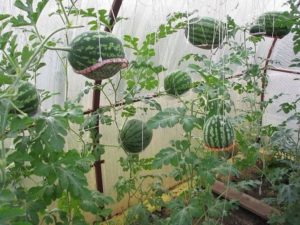 How to grow watermelons in a polycarbonate greenhouse, planting and care, formation scheme