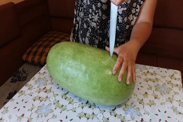 výsadba melónu