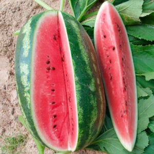 Description and characteristics of the watermelon variety Peking joy, varieties and growing conditions
