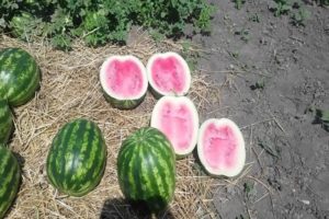 Beschrijving en regels voor het kweken van watermeloenrassen Crimson Sweet