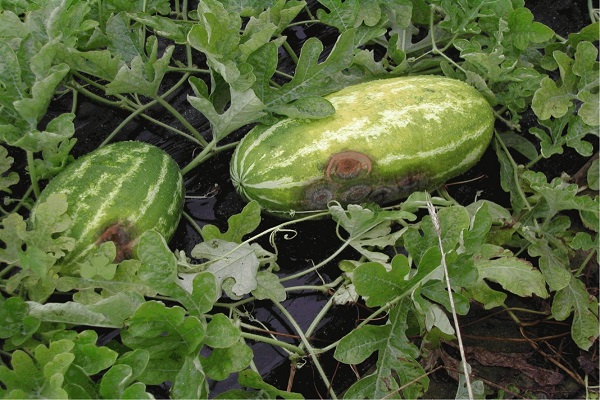 fundet på vandmeloner