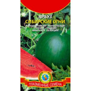 Description of the watermelon variety Siberian Lights, cultivation technology, planting and care