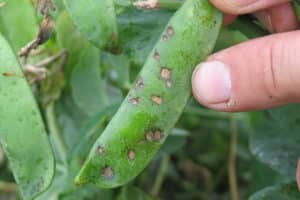 Sådan behandles bladlus på bønner, andre bælgplanter skadedyr og kontrolforanstaltninger