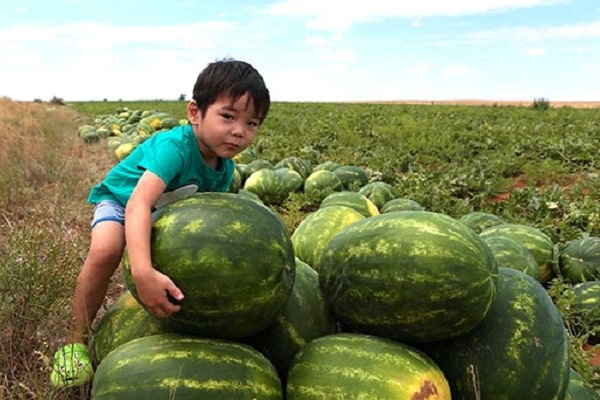 Astrachan watermeloenen