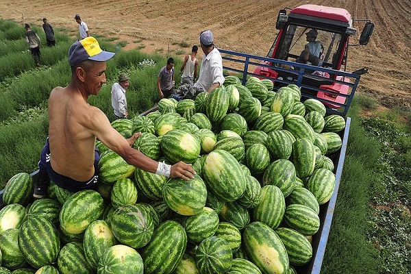 watermelons moisturize