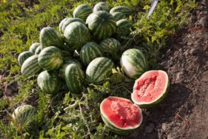Astrahanin vesimelonien kasvatusominaisuudet, kertaa kypsyminen ja miten lajikkeet voidaan erottaa