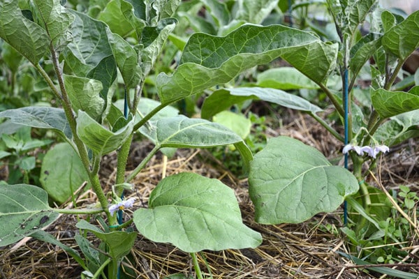 aubergine i det åbne felt