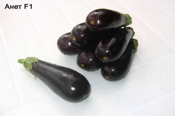 kenmerken van aubergine