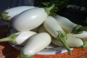 Beschrijving en kenmerken van Bibo-aubergine, teelt en verzorging
