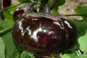 Beskrivelse og egenskaber for aubergine Bourgeois, udbytte, dyrkning og pleje
