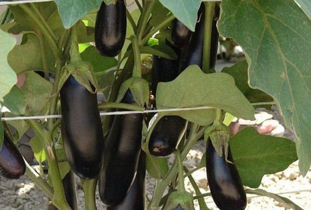 eggplant bushes destan