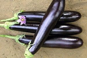 Beschrijving van aubergine lang paars, zijn kenmerken, voor- en nadelen