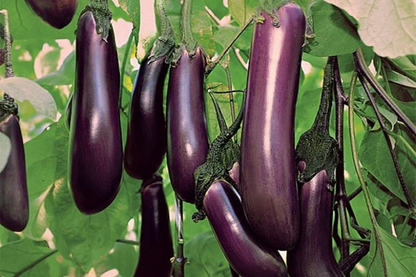 eggplant Galich