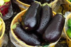 Galich patlıcan çeşidinin tanımı, özellikleri ve verimi
