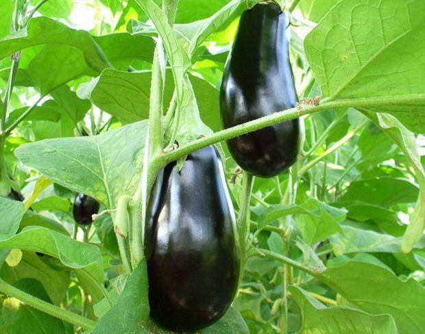 eggplant destan in the open field