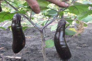 Description of the eggplant variety King of the North F1, advantages and disadvantages