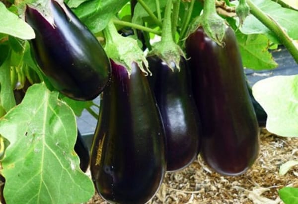 eggplant bushes sofia