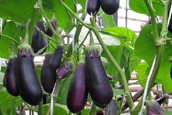 plant eggplant