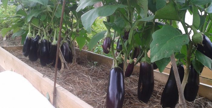 eggplant growing