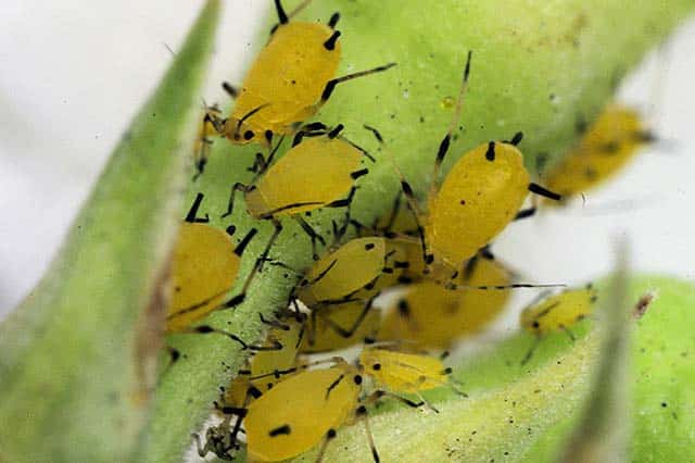 aphids on watermelon