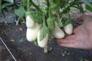 Beyaz patlıcan çeşitlerinin tanımı, avantajları ve dezavantajları