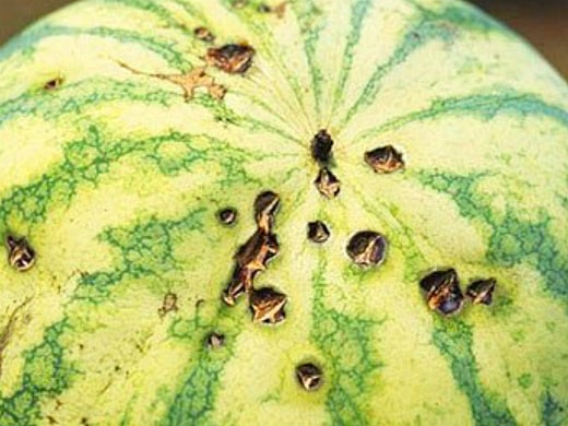 watermelon disease