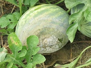 Ako liečiť melóny z chorôb a škodcov doma na ich ošetrenie