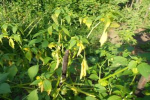 Jakie choroby i szkodniki występują w pęcherzycach, dlaczego liście rośliny żółkną i ich leczenie