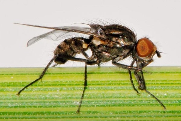 ličinka muhe