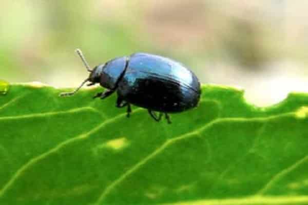Soy leaf beetle
