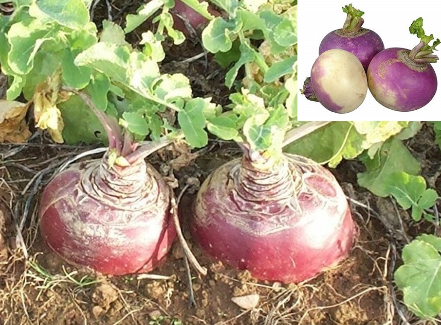 cultivation of swede