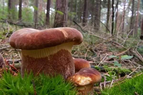 pig mushroom in the forest