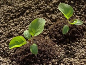 איך לגדל כראוי ולטפל בחצילים בשטח הפתוח, טכנולוגיה חקלאית