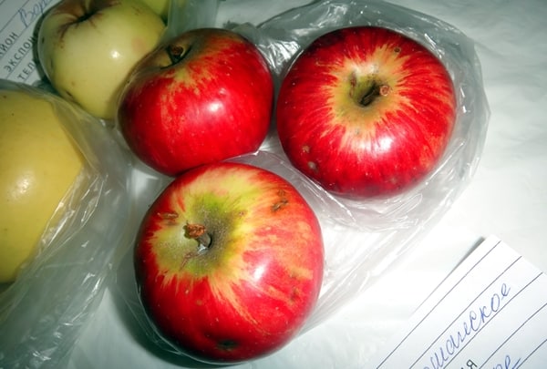 ābolu koks rossoshanskoe, svītrains uz galda
