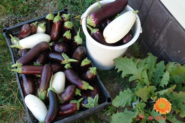 eggplant harvest