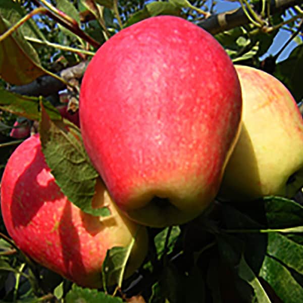 Poháre na jablone