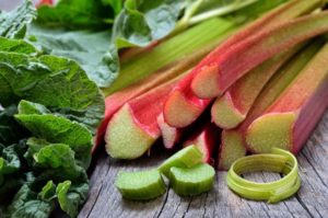 Useful properties of the rhubarb plant and its use, indications and contraindications