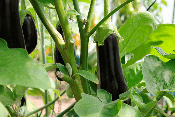 aubergine i drivhuset