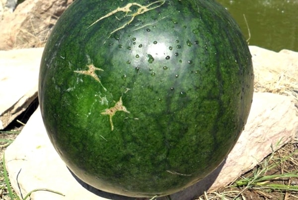 ripe watermelon of Ogonyok variety