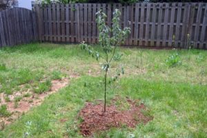 Wat kan er worden gedaan als de zaailing van de appelboom kapot is en hoe de boom te redden, advies van tuinmannen