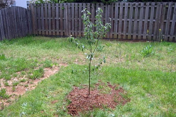 planter de poma al jardí