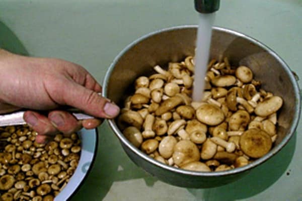 processo di lavaggio dei funghi