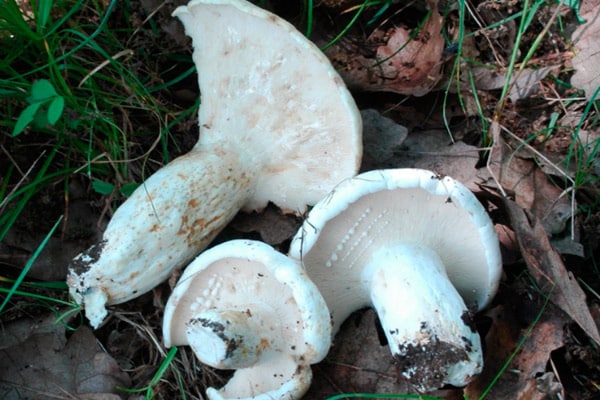 печурке у шуми